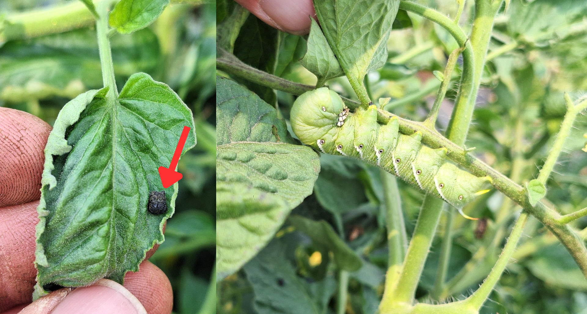 Two side by side images showing hornworm poop on a leaf with a red arrow pointing to it, and a hornwrom adult on a tomato vine.